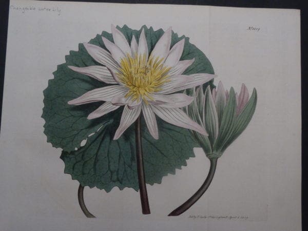 19th century engraving from the Botanical Magazine. Curtis Water Lily SL1189