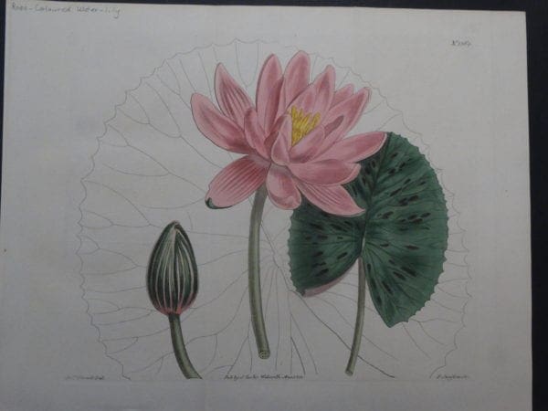 19th century engraving from the Botanical Magazine.  Curtis Water-Lily SL1364