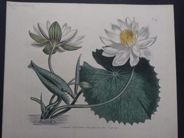 19th century engraving from the Botanical Magazine. Curtis Water-Lily SL797