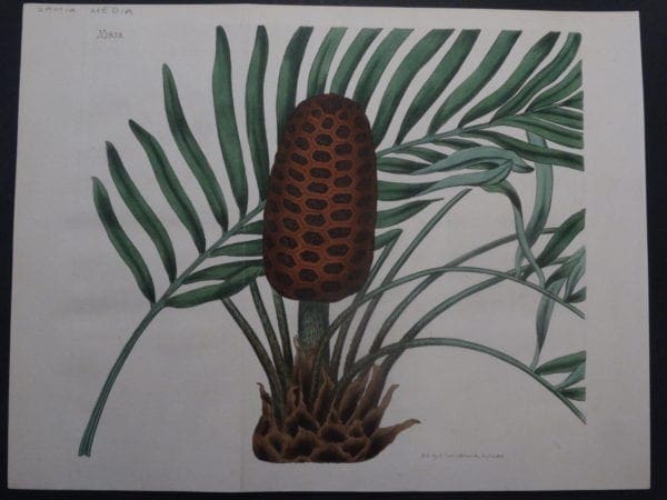 19th century engraving from the Botanical Magazine. Curtis Zamia SL1838