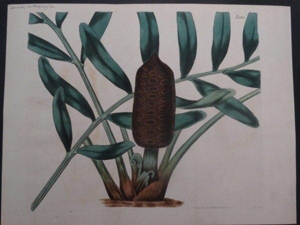 19th century engraving from the Botanical Magazine. Curtis Zamia SL1851