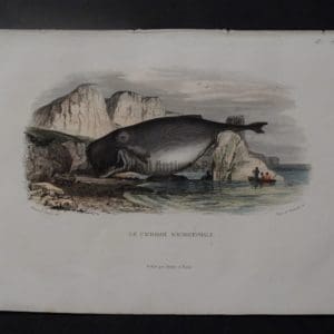Travies antique print of whale