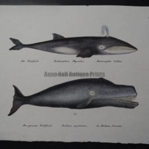 pictures of spouting whales