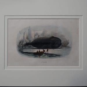 19th century whale engraving