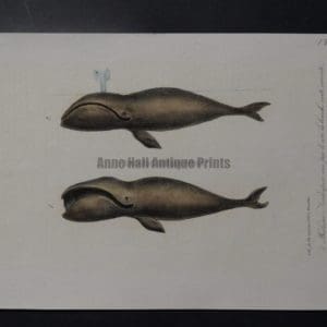 antique whale lithograph from 1835, of 2 baleens, one is spouting