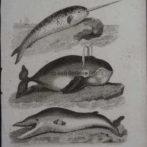 narwhale, spouting whale, 3 species including Mysticus, antique engraving circa 1800.