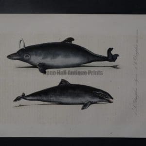 dolphin spouting antique print