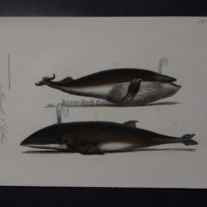 Rorqual Gibbar whale lithograph from 1835