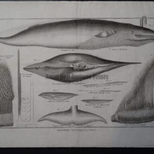 scientific engraving whales