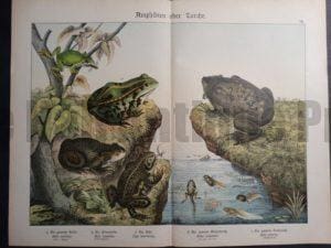 Frogs Chromolithograph Shubert $175.