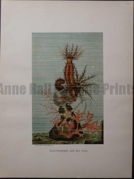Holothurians and Sea Star. 1885. $85.