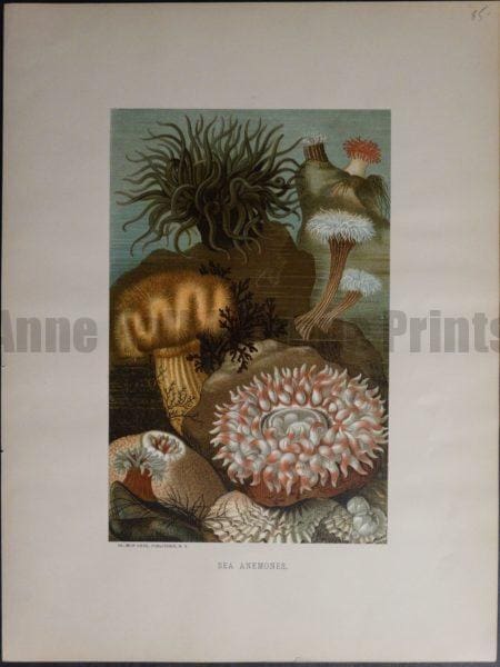 Sea Anemones. 1885. $85.