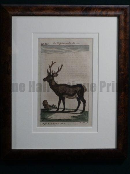 Compte de Buffon Deer Hand Colored Engraving Framed #XLI