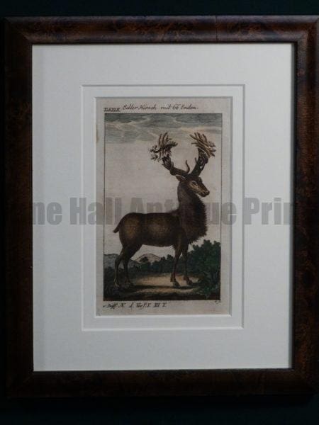 Compte de Buffon Deer Hand Colored Engraving Framed #XLII Elder Hirch mit 66 Enden