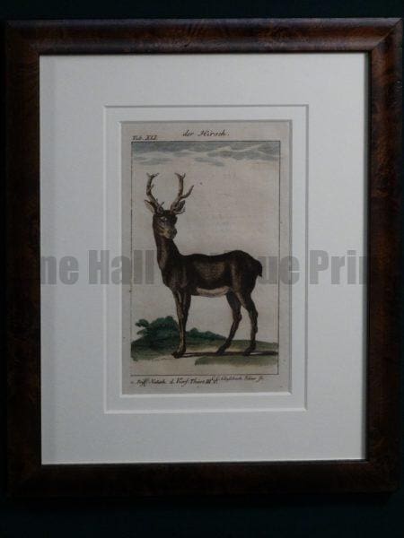 Compte de Buffon Deer Hand Colored Engraving Framed