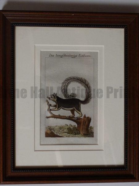 Buffon Squirrel Engraving. Das Langschwanzige Eichorn. #3