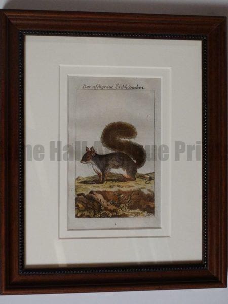 Buffon Squirrel Engraving. Das Aschgraue Eichorn #2