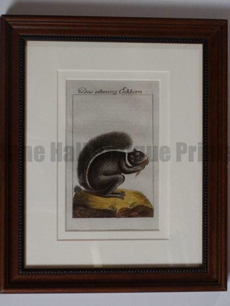 Buffon Squirrel Engraving. Das Schwarze Eichorn.