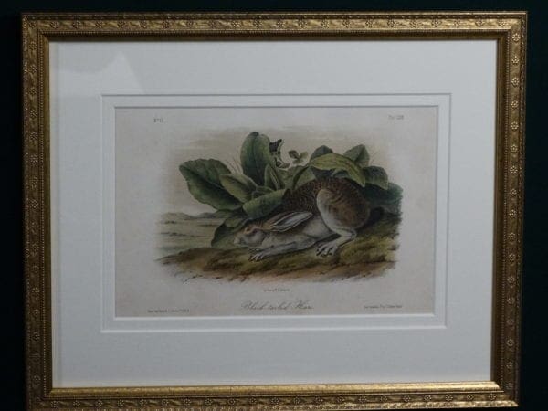 Audubon Black-Tailed Hare, c.1849-1855. $375.