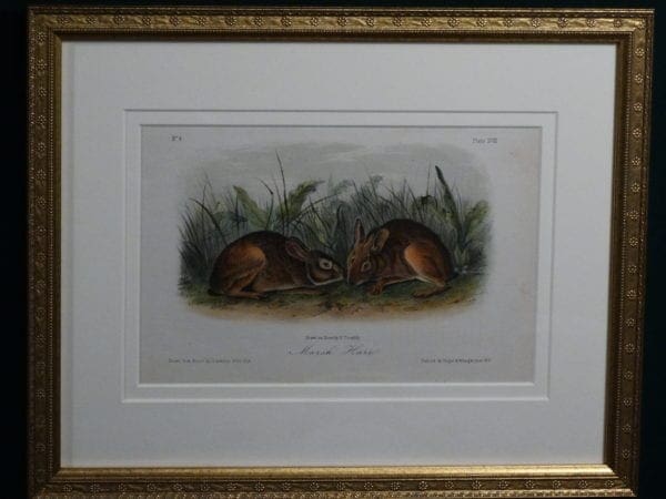 Audubon Marsh Hare