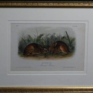 Audubon Marsh Hare