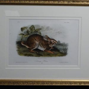 Audubon Swamp Hare, c.1849-1855. $375.