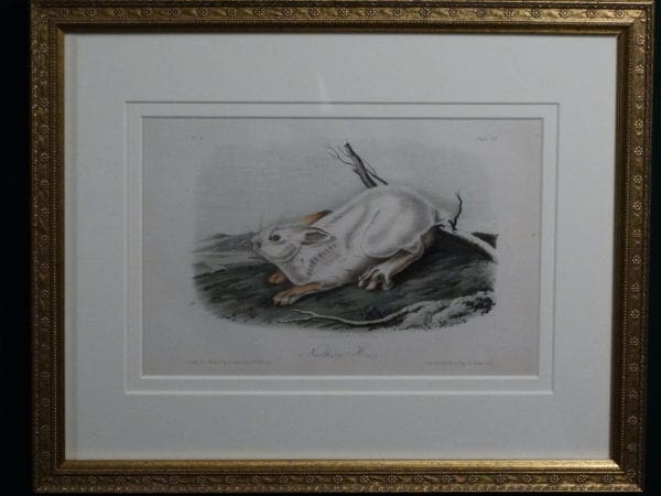 Audubon Northern Hare, c.1849-1855. $375.