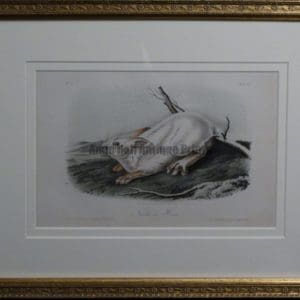 Audubon Northern Hare, c.1849-1855. $375.