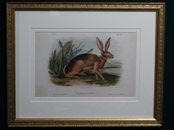 Audubon Californian Hare, c.1849-1855. $375.