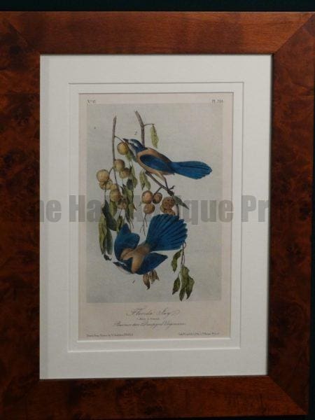 Florida Jay Aududbon