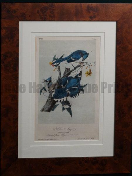 Blue Jay with Trumpet Flower