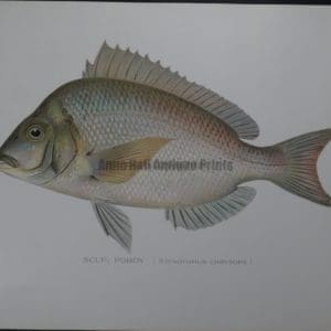 Denton Fish Print of Scup Porgy