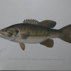 Denton Fish Print of the Small Mouthed Black Bass