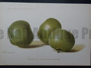 rare apples print