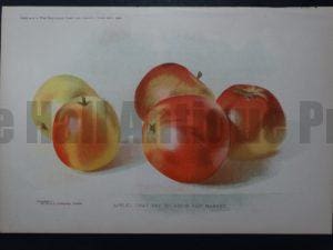 still life apples lithograph
