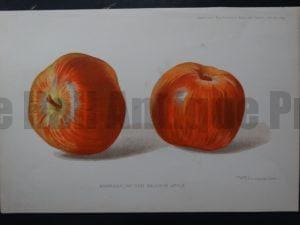kitchen art red apples