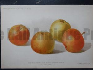 timeless old breed apples