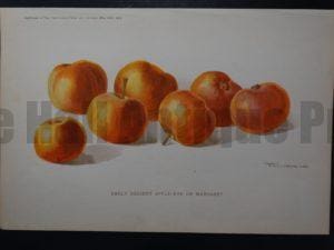 recipe cooking with apples