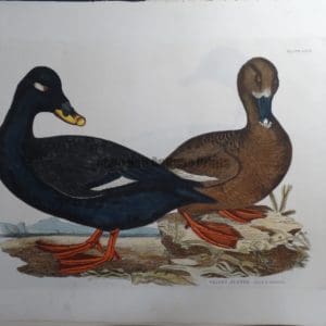 Velvet Scoter Duck $1200.