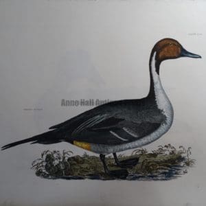 Common Pintail Duck $1500.