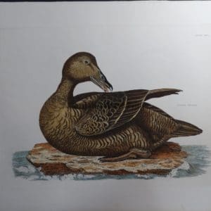 Eider Female, $600.