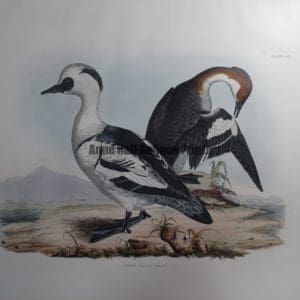 Smew, $600.