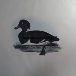 Tufted Pochard, Male