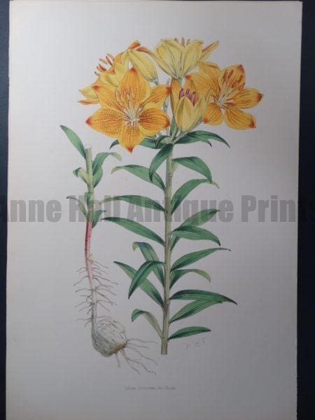 Elwes Lilium Croceum