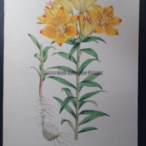 Elwes Lilium Croceum