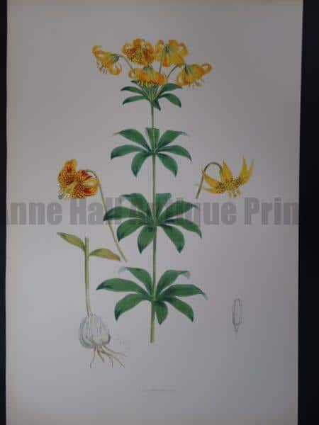 Elwes Genus Lilium Columbianum