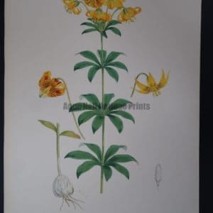 Elwes Genus Lilium Columbianum