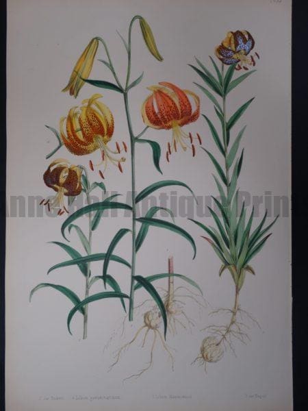 Lilium Maximowiczi $700