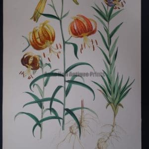 Lilium Maximowiczi