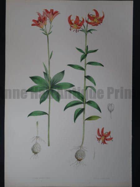 Large antique lily lithograph. Elwes Genus Lilium Medeoloides